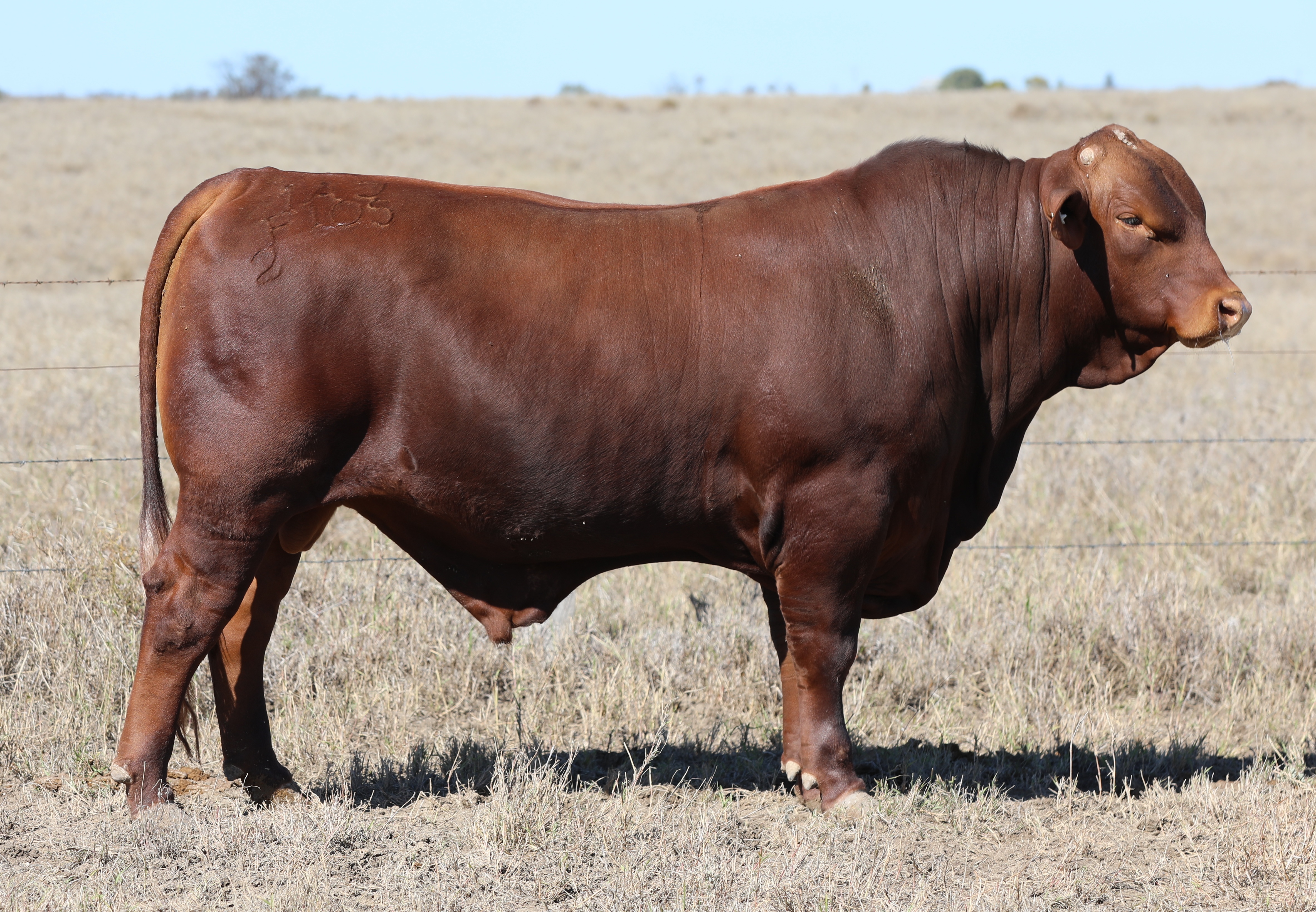 LOT 7